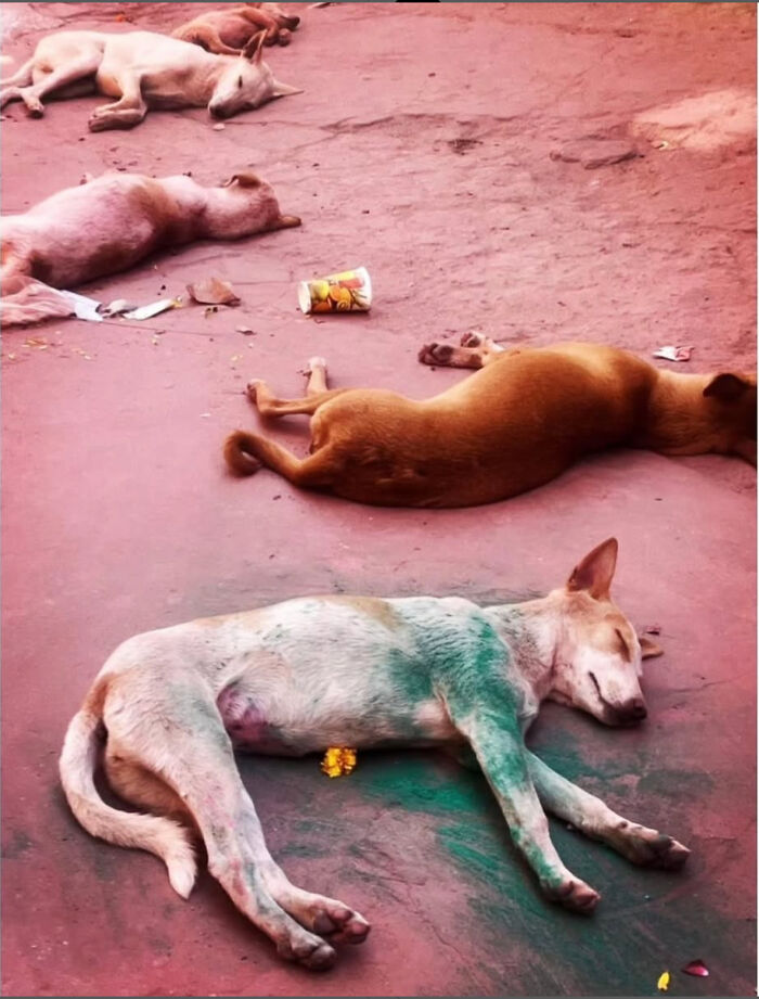 Several street dogs sleeping on a pink pavement, showcasing candid moments in pure street photography.
