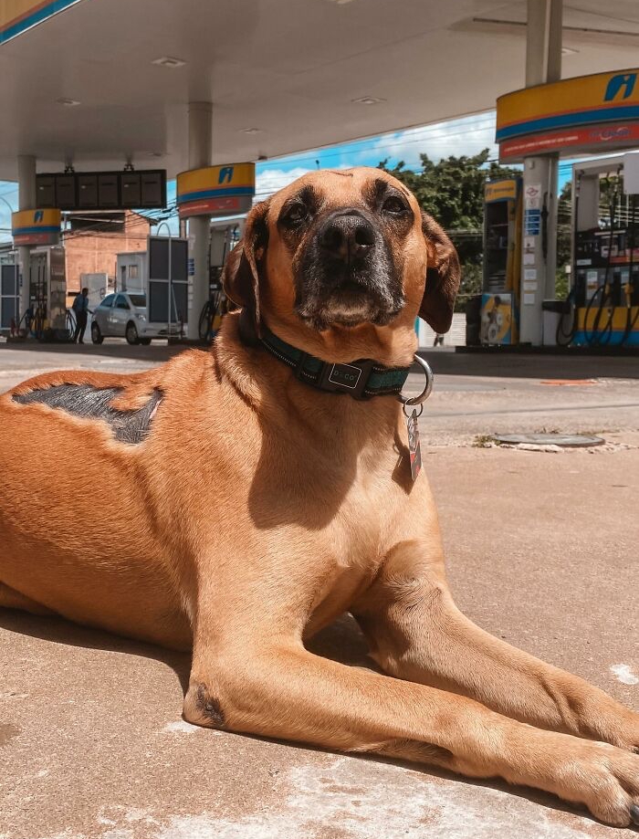 Brown dog with a collar lying at a gas station, symbolizing Matu&ecirc; the hero saving hundreds of dogs.