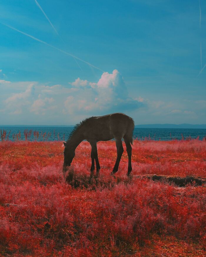Dark horse grazing on a surreal red field by the sea, showcasing creative photo edits that make you question reality.