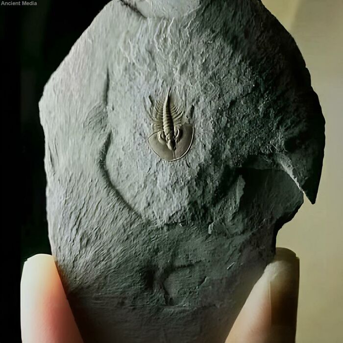 Fossil of an ancient trilobite embedded in dark stone highlighting interesting ancient history discoveries.