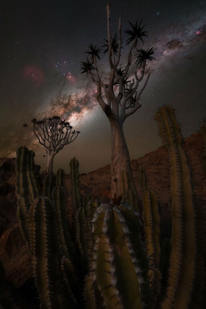 Cactus and quiver trees under a vibrant Milky Way galaxy showcasing the beauty of the night sky in a desert landscape.