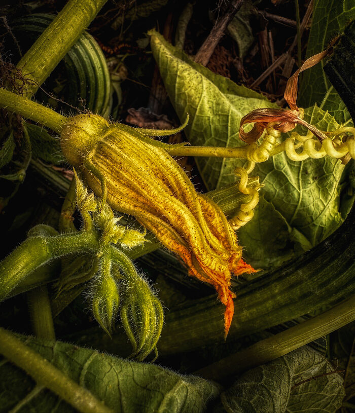 Close-up of a vibrant squash flower in nature, showcasing breathtaking detail in a World Food Photography Awards winning shot.