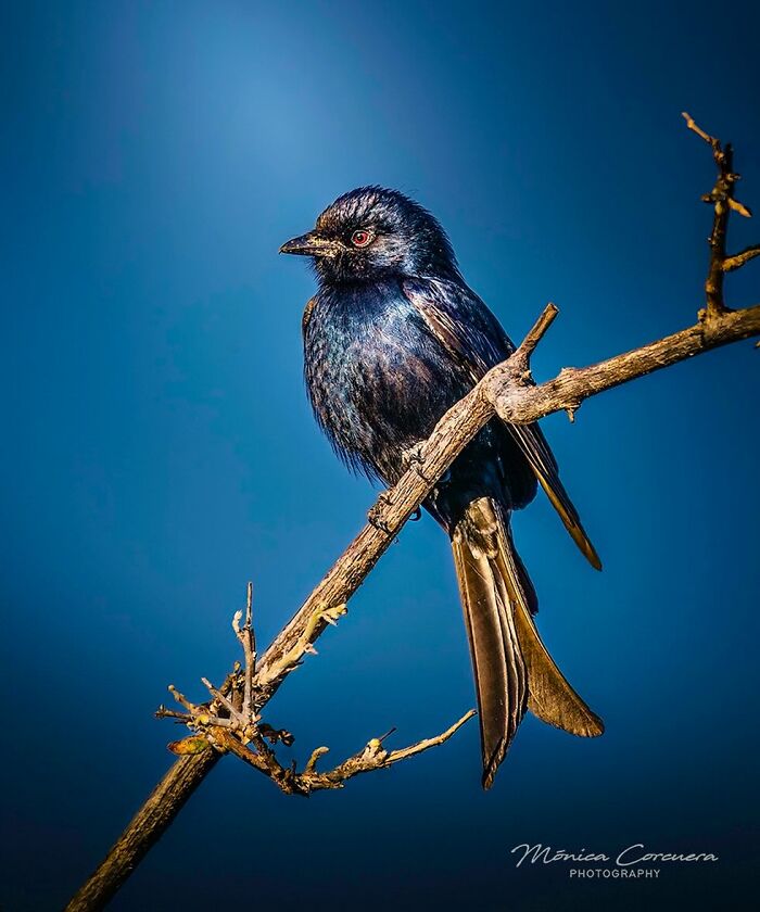 Black bird perched on a dry branch against a blue sky, showcasing unforgettable wildlife moments captured by Mónica L. Corcuera