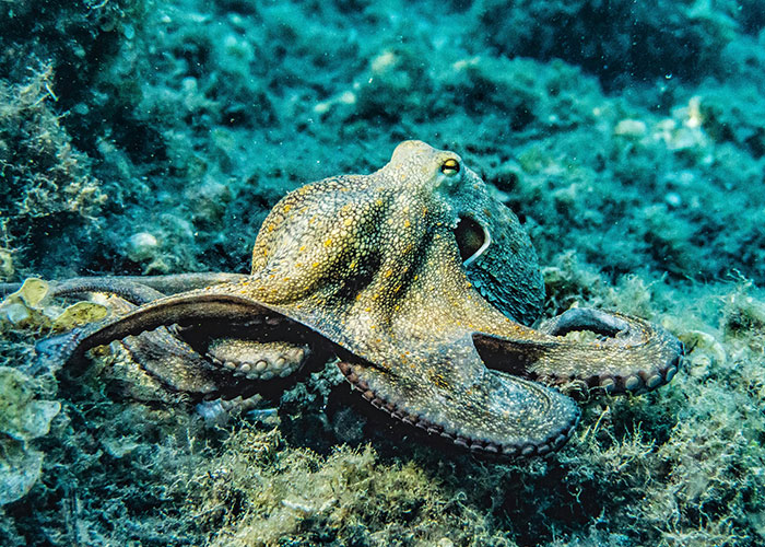 Octopus camouflaged on the ocean floor showcasing surprisingly entertaining facts about marine life shared in a popular thread on X.