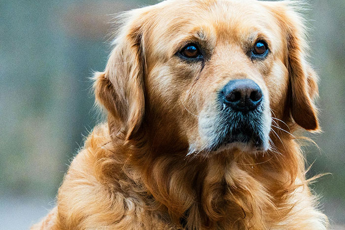 Golden retriever looking alert and focused outdoors, illustrating the scariest gut feeling to leave now experience.