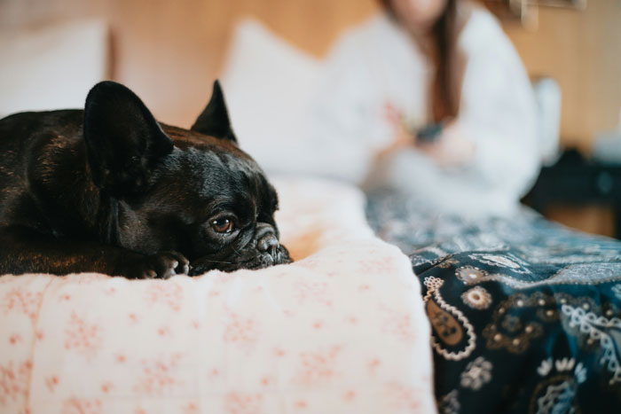 Black dog lying on a bed looking sad with a blurred person in the background symbolizing lost friendship after 10 years.