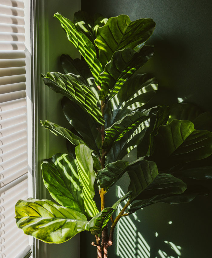 Green plant with sunlight and shadows from window blinds, illustrating one weird rule parents had that seemed normal.
