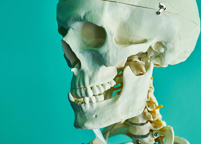 Side view of a human skull and cervical spine model illustrating surprising entertaining facts shared by people on X.