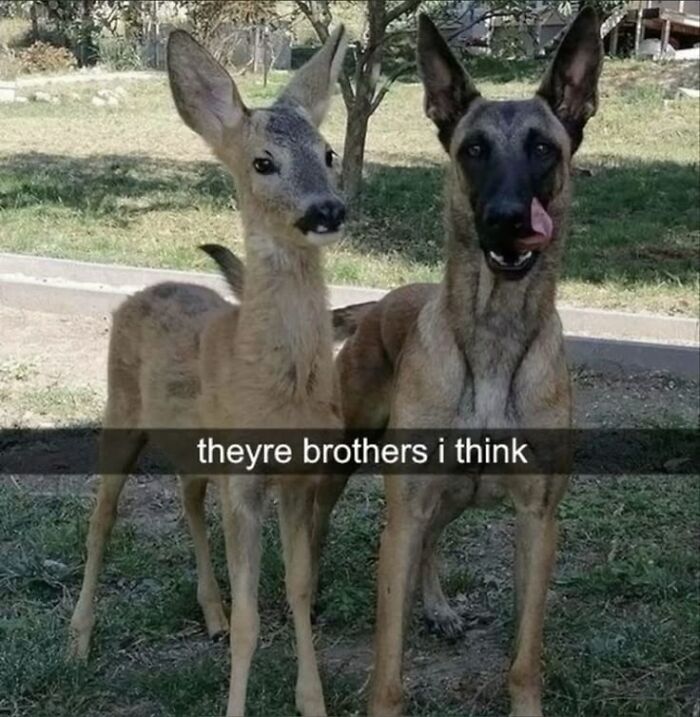 Young deer and dog standing side by side outdoors, creating a heartwarming animal pic that may make you laugh.