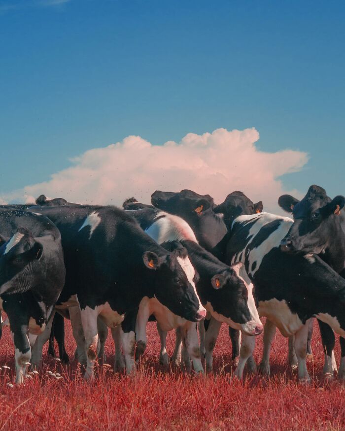 Herd of black and white cows standing on red grass under a blue sky in a creative photo edit challenging reality.