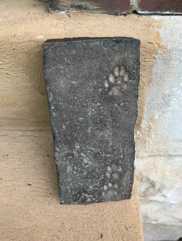 Old brick with cat paw prints embedded, one of the strange things found in homes with hidden, forgotten pasts.