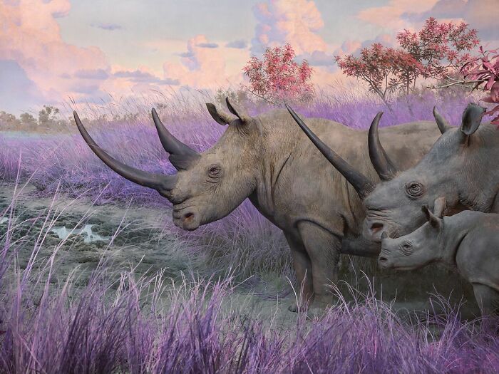 Three rhinos standing in a purple grassy field with pink trees in an unsettling natural world vision by Jim Naughten.