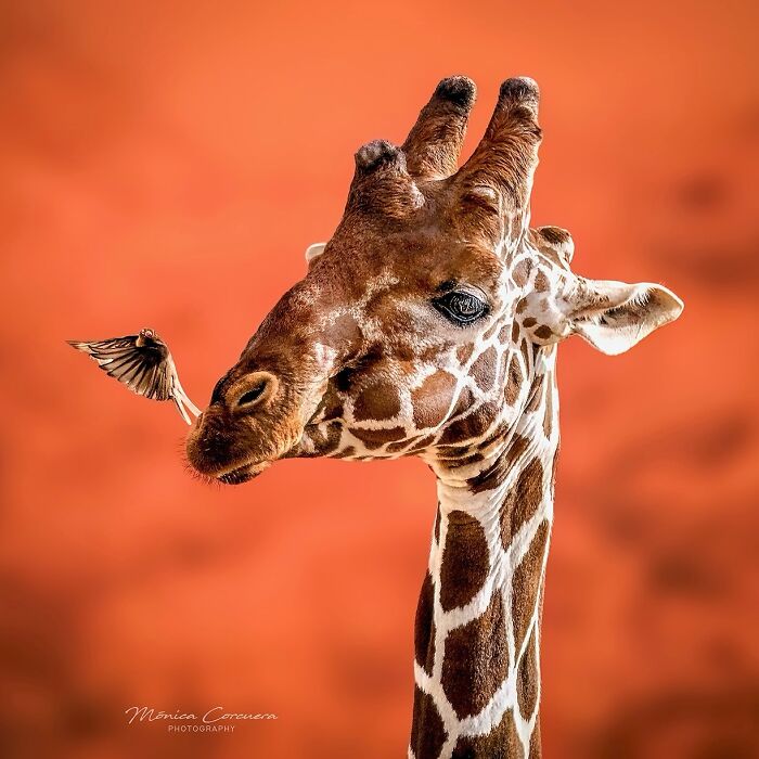 Giraffe and small bird interacting closely against an orange background in unforgettable wildlife moments.