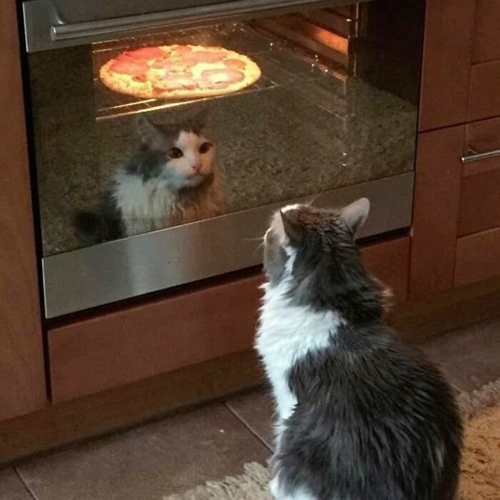 Cat curiously watching its reflection in an oven door, a heartwarming animal pic that may make you laugh.
