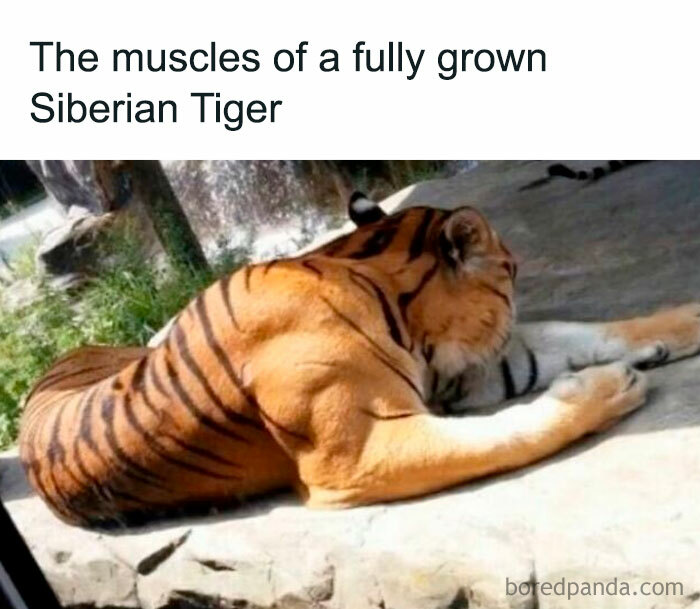 Muscular fully grown Siberian tiger resting on a rock, showcasing strength in a natural outdoor setting, unsettling events theme.