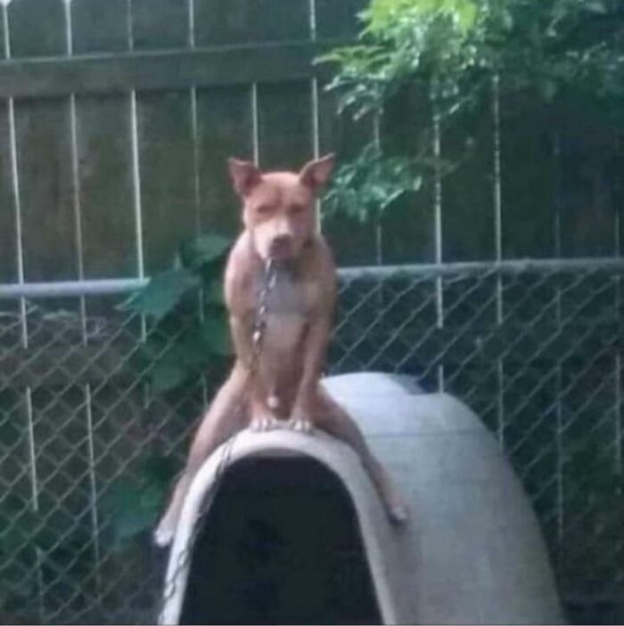 Dog sitting oddly on doghouse roof in hilarious animals going into goblin mode in a backyard setting.