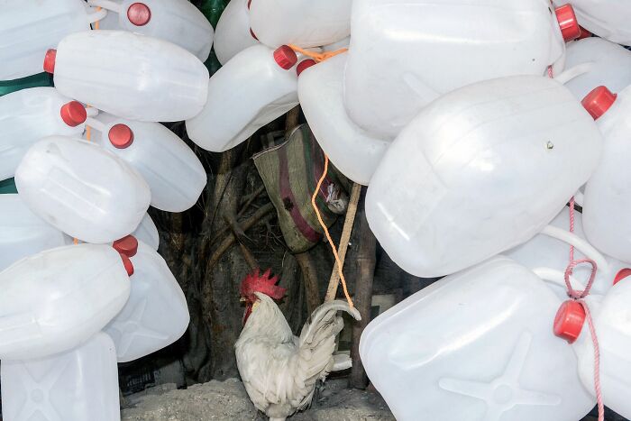 White rooster standing among hanging white plastic containers in an urban setting for Pure Street Photography Grant winners.