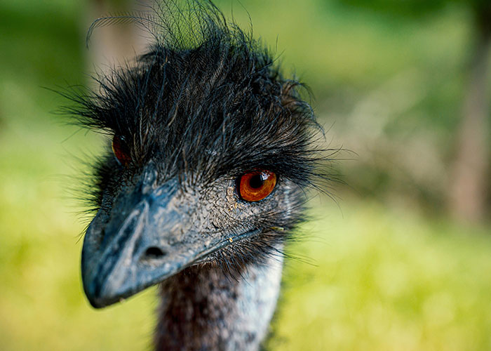 Close-up of an emu with striking orange eyes, representing surprising entertaining facts people shared in this thread on X.