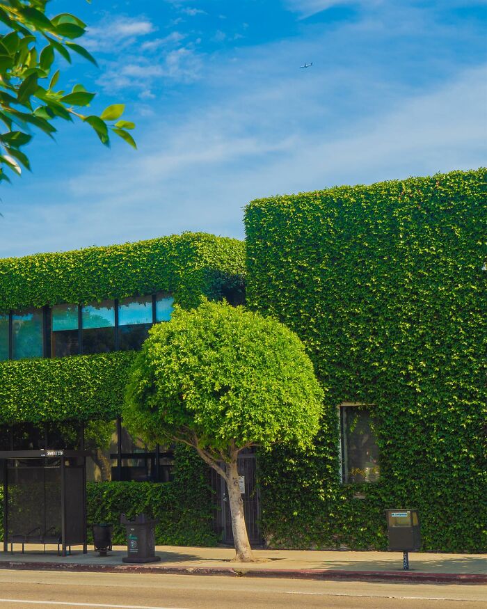Building covered entirely in green ivy with a tree nearby under a clear blue sky, showcasing creative photo edits.