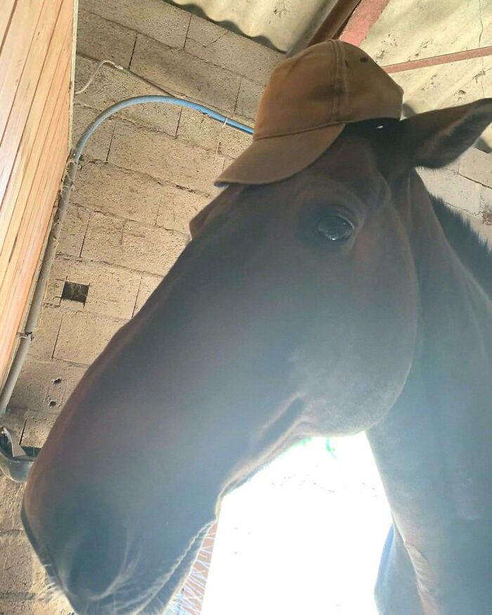 Horse wearing a brown cap indoors, showing hilarious animal going into goblin mode with a quirky expression.