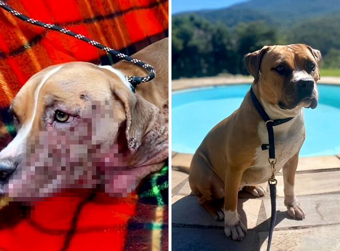 Side-by-side before and after transformation of a dog showing healing and recovery with love and care.