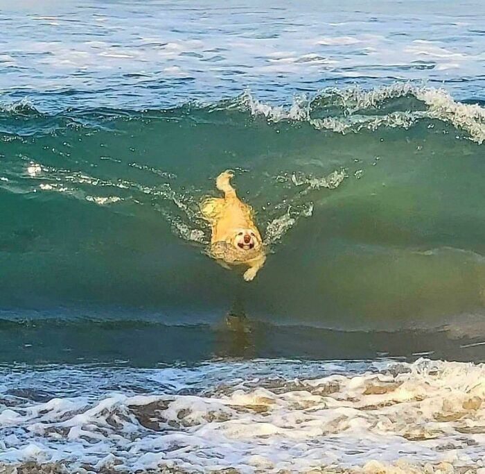 Dog caught mid-air swimming into a wave, one of the hilarious animals who lost the plot in goblin mode moments.