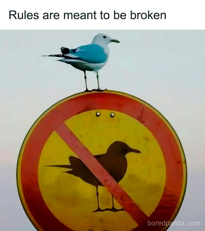 Seagull standing on a no birds allowed sign with caption highlighting sarcastic memes about breaking rules.