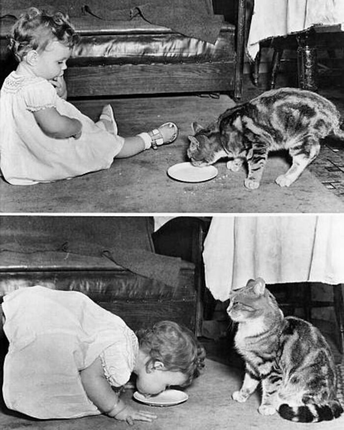 Vintage photos of a toddler and cat sharing a moment, showcasing the timeless bond between kids and cats.
