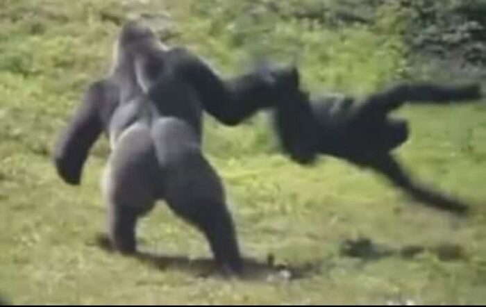 Gorilla swinging another animal in a grassy field, one of the hilarious animals caught losing the plot in goblin mode.