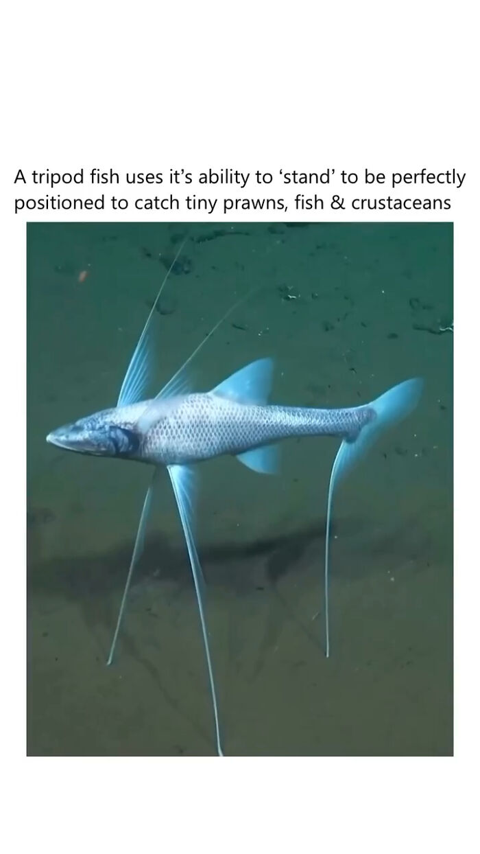 Tripod fish standing on its elongated fins in deep ocean to catch tiny prawns and crustaceans secret facts revealed.