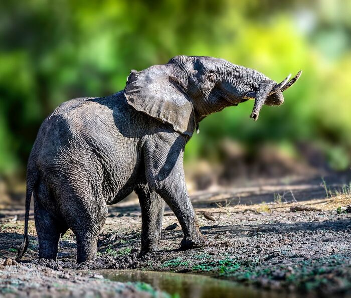 Young elephant covered in mud standing near water in a natural habitat, showcasing unforgettable wildlife moments.