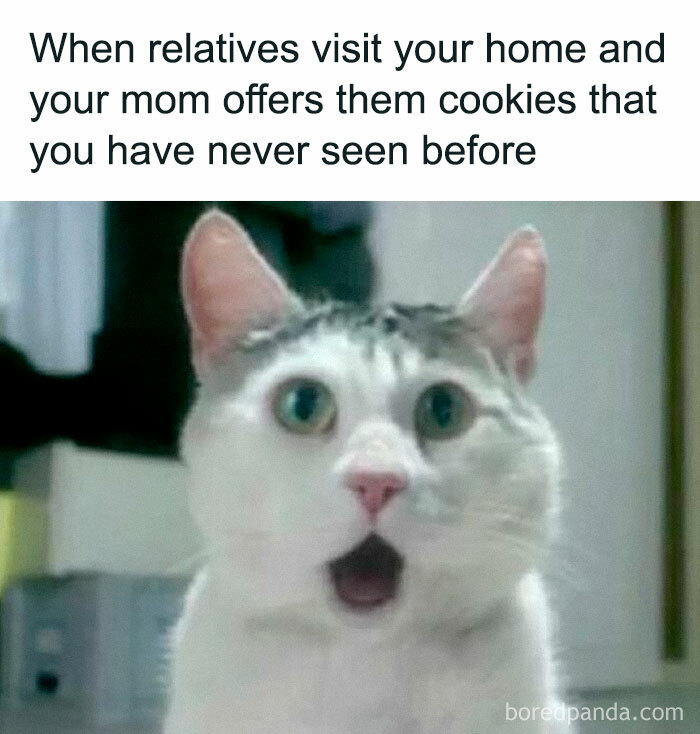Surprised cat meme illustrating hilarious memes from a popular Facebook page with funny and relatable content.