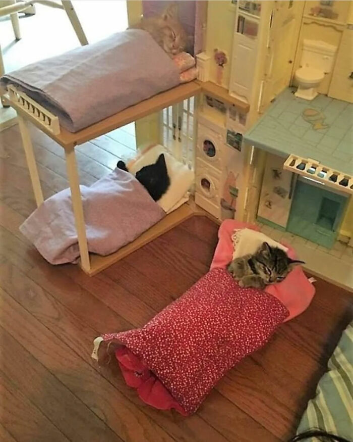 Three cats tucked in tiny beds resembling doll beds, showcasing hilarious cat virus.exe malfunction moments.