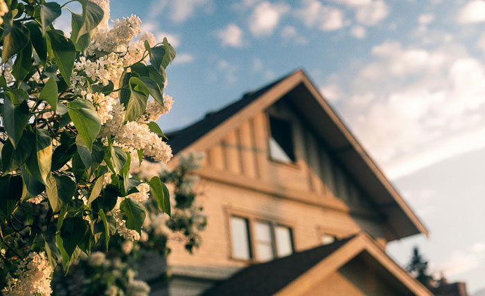 Close-up of blooming flowers with a house in the background and no neighbor child digging ruining lawn visible.