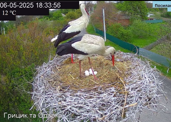Internet Falls In Love With Ukrainian Storks Caught In A Relationship Scandal