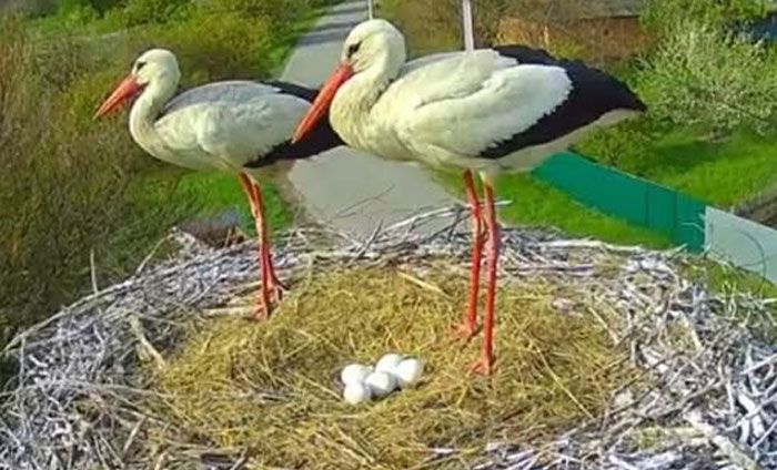 Internet Falls In Love With Ukrainian Storks Caught In A Relationship Scandal
