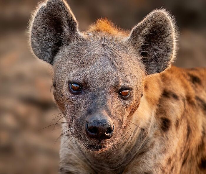 Close-up of a spotted hyena with intense eyes showcasing unforgettable wildlife moments in natural habitat.