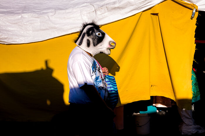 Person wearing a cow mask walking past a yellow tent, capturing a unique street photography moment in vibrant light.