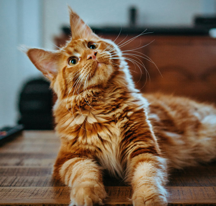 Ginger cat lying on wooden table with curious expression, illustrating weird rule parents had growing up concept.
