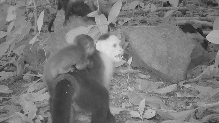 Monkeys captured on hidden camera kidnapping babies of another species in a forested area at night.