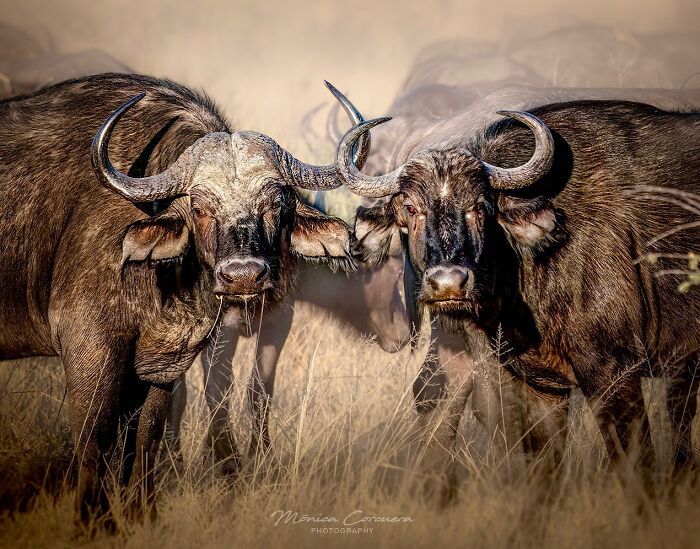 Two wild buffaloes standing close to each other in dry grassland during an unforgettable wildlife moment