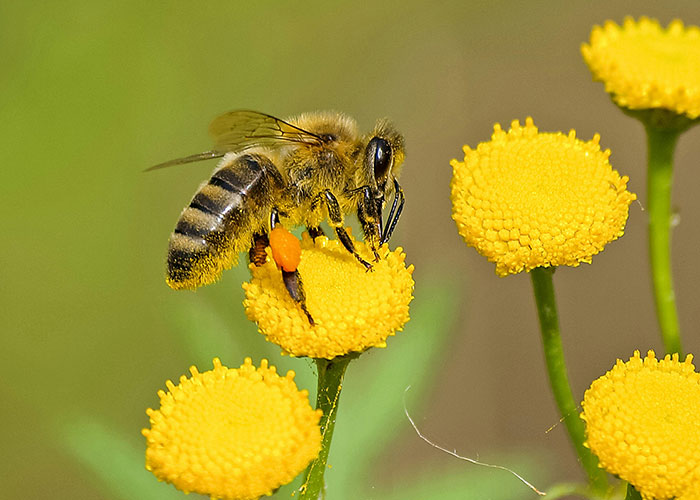 Close-up of a bee collecting pollen from yellow flowers, illustrating surprisingly entertaining facts about nature shared in the thread.