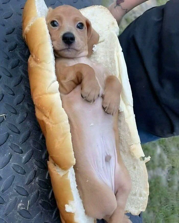 Cute dog lying in a hot dog bun, showing hilarious animal behavior in a funny goblin mode moment.