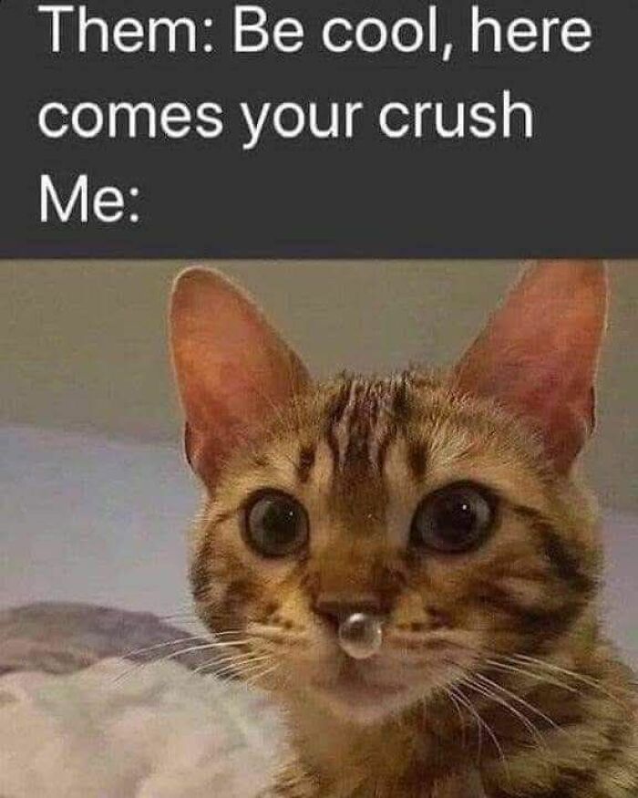 Funny and silly animal meme featuring a wide-eyed cat with a drop on its nose, capturing a humorous reaction.