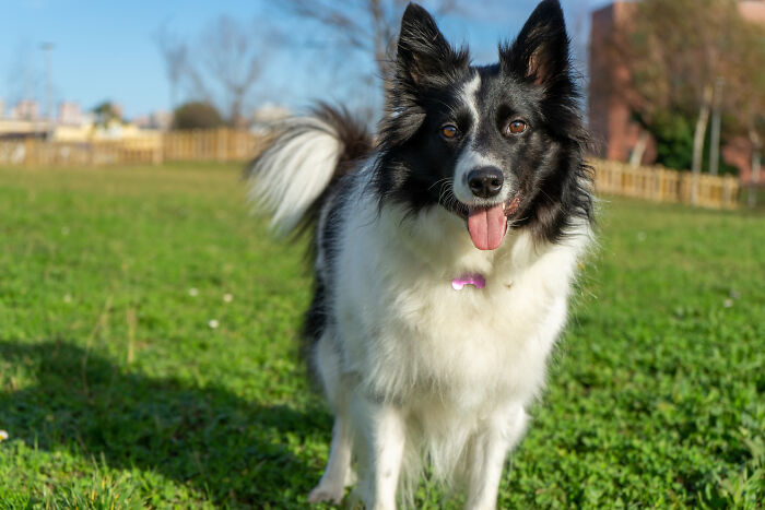 Black and white dog standing on grass in a park, illustrating a small decision that changed life unexpectedly.