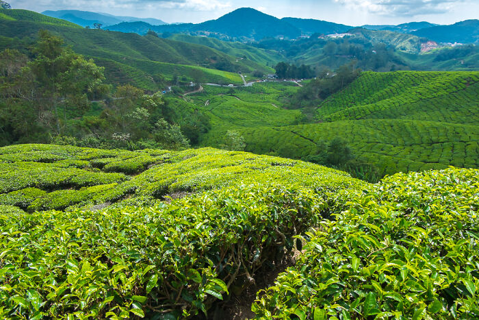 Lush green tea plantations stretching over rolling hills under a vibrant sky showcasing wonders that prove the world is magical.