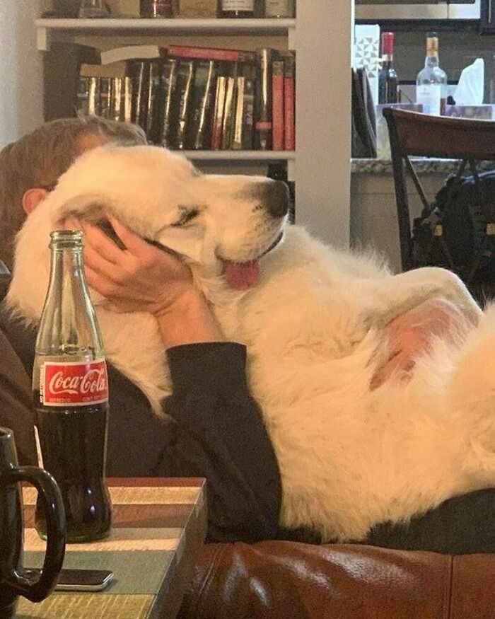 Large white dog cuddling with person on couch, showcasing heartwarming animal pics that may warm your heart and make you laugh.