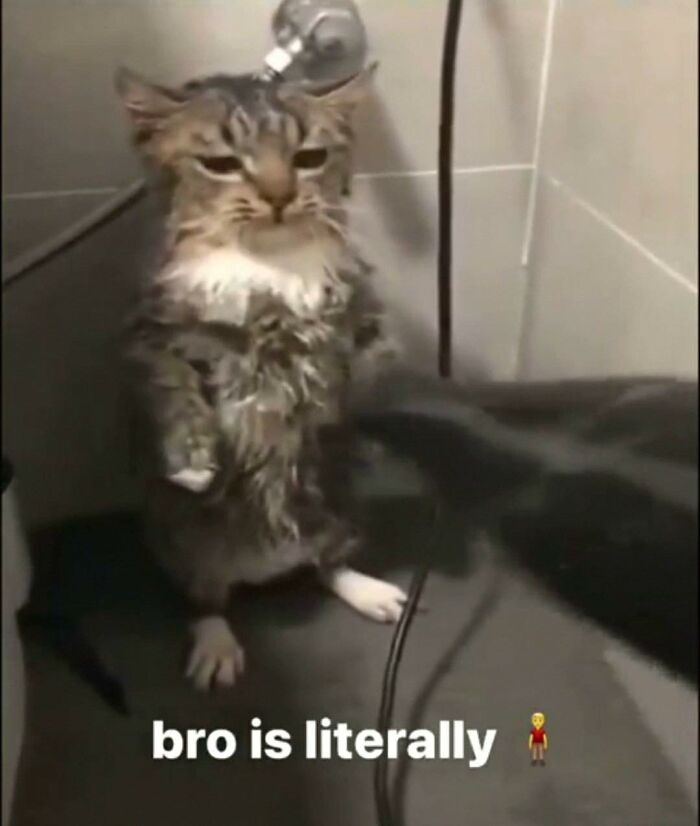 Wet cat standing on hind legs looking grumpy in a shower, one of the hilarious animals in goblin mode.