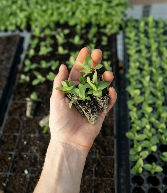 Hand holding young seedlings with soil, symbolizing ways people lose money while thinking they’re saving.