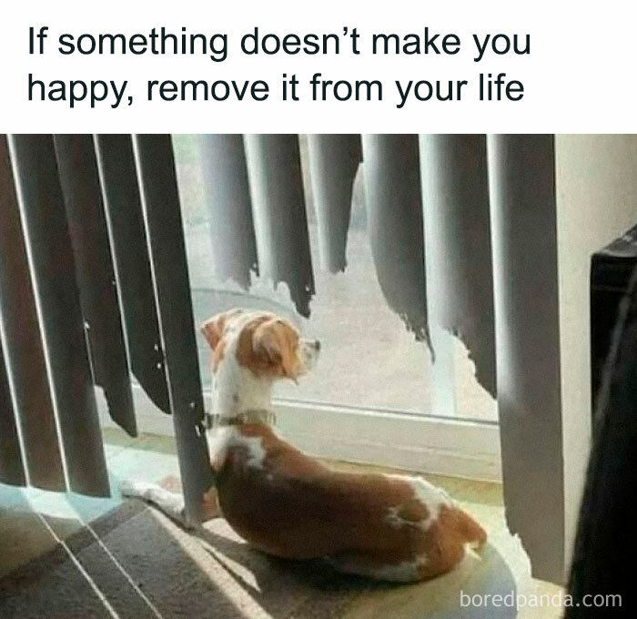 Dog sitting by torn blinds with caption about removing unhappiness, a humorous meme from a Facebook meme page.